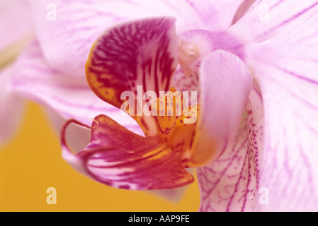 Orchidée Phalaenopsis Banque D'Images