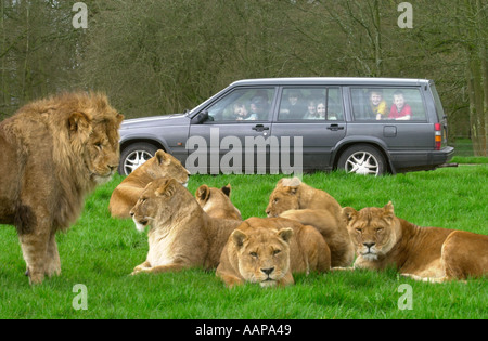 Le LION ENCLOS AU LONGLEAT UK Banque D'Images