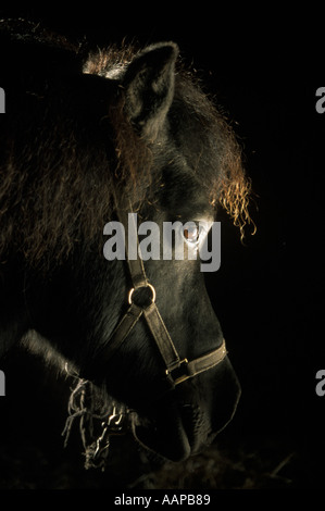 Poney Shetland dans son écurie avec lumière atmosphérique Banque D'Images