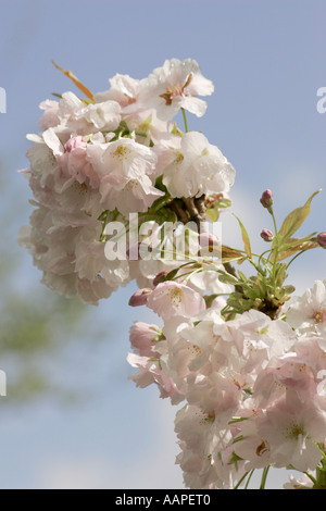 Fleur de cerisier japonais en fleurs au printemps dans la région de Sussex, England, UK Banque D'Images