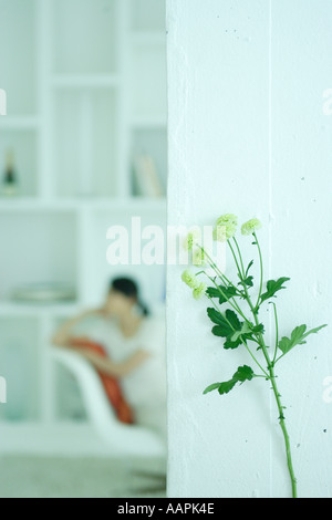 Chrysanthème avec une jeune femme assise à l'arrière-plan Banque D'Images
