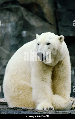 L'Alaska, Anchorage, Alaska, l'ours polaire Zoo Banque D'Images