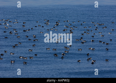 Série de puffins des Anglais (Puffinus puffinus au repos sur mer calme près de Isle of Mull Ecosse Juin Banque D'Images