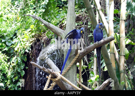 Anodorhynchus hyacinthinus Hyacinth Macaw () Banque D'Images