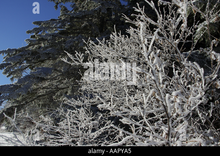 France Lans en Vercors branches d'arbres enveloppés de neige Banque D'Images