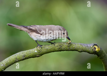 Spotted Flycatcher Muscicapa striata perché sur une branche avec wasp dans bec et de Nice - Cote d'arrière-plan le Bedfordshire Banque D'Images