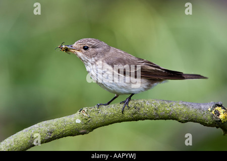 Spotted Flycatcher Muscicapa striata perché sur une branche avec wasp dans bec et de Nice - Cote d'arrière-plan le Bedfordshire Banque D'Images