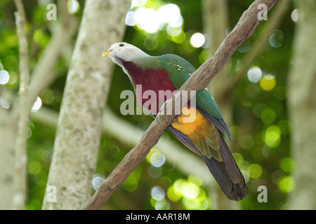 Le Ptilope Ptilinopus fruits-dove, magnificus Banque D'Images