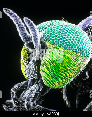 Les simulies Simulium damnosum Simulian Banque D'Images