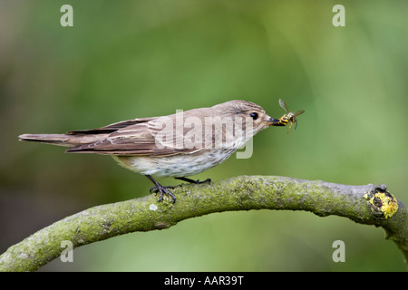 Spotted Flycatcher Muscicapa striata perché sur une branche avec wasp dans bec et de Nice - Cote d'arrière-plan le Bedfordshire Banque D'Images