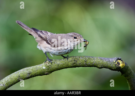 Spotted Flycatcher Muscicapa striata perché sur une branche avec wasp dans bec et de Nice - Cote d'arrière-plan le Bedfordshire Banque D'Images