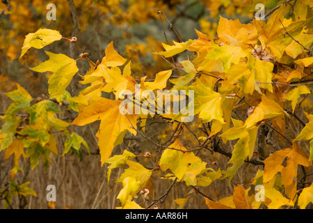 Arbres sycomore Platanus occidentalis jaunissent en automne dans la région de GARLAND PARK RÉGIONAL CARMEL VALLEY EN CALIFORNIE Banque D'Images