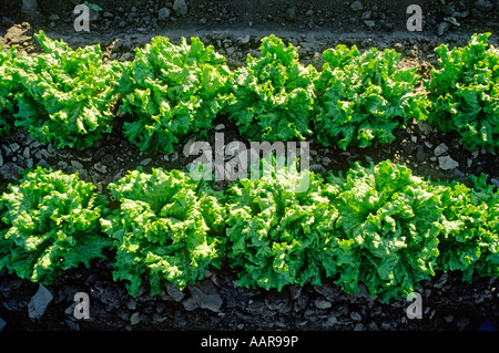 Close up of lettuce growing dans les domaines SALINAS VALLEY EN CALIFORNIE Banque D'Images