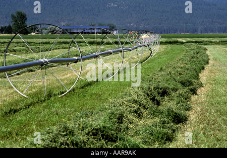 Medicago sativa Luzerne ratissée avec rouleau côté ligne de roue tuyaux d'irrigation DANS LE NORD DE LA CALIFORNIE Banque D'Images