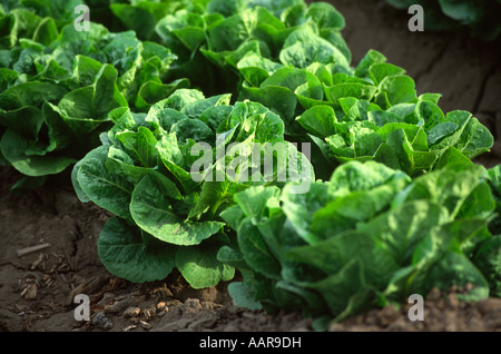 La laitue romaine est cultivée dans la vallée de SALINAS EN CALIFORNIE Banque D'Images