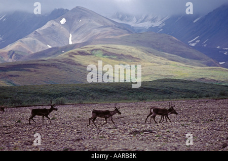 Jeune MÂLE CARIBOU DANS LA RÉGION DE GLACIER POLYCHROME ALASKA DENALI NATIONAL PARK Banque D'Images