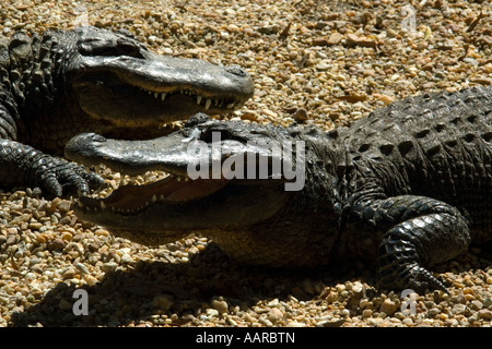 Alligator Alligator mississippiensis Homosassa Springs Wildlife State Park Florida USA Banque D'Images