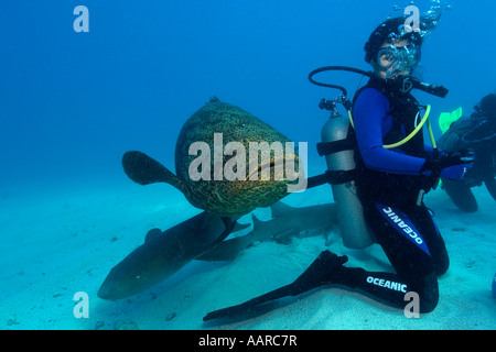 Goliath le mérou Epinephelus itajara et requins nourrice un plongeur approche par derrière mélasse filon Key Largo Floride Etats-unis Atlantic Banque D'Images