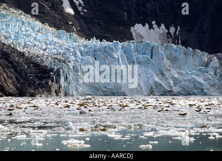 Le phoque commun Phoca vitulina premier plan l'ENTRÉE DE JOHN HOPKINS GLACIER GILMAN Glacier Bay en Alaska Banque D'Images