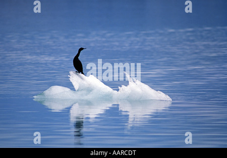 Phalacrocoracidés cormoran sur banc de glace Glacier Bay en Alaska Banque D'Images