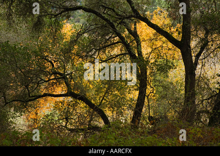 Le bois de chêne au cours de l'AUTOMNE DANS LE PARC RÉGIONAL GARLAND CARMEL VALLEY EN CALIFORNIE Banque D'Images