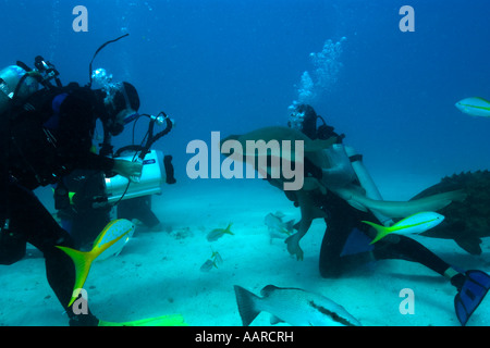 Les plongeurs , requins nourrice Ginglymostoma cirratum et d'un mérou Epinephelus itajara Goliath mélasse filon Key Largo Floride USA Banque D'Images