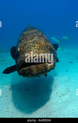 Goliath le mérou Epinephelus itajara mélasse filon Key Largo Floride USA Banque D'Images