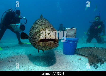 Les plongeurs, requins nourrice Ginglymostoma cirratum et d'un mérou Epinephelus itajara Goliath mélasse filon Key Largo, Florida USA Banque D'Images