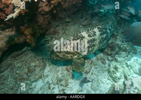 Goliath Grouper, Epinephelus itajara, espèce en voie de disparition ...