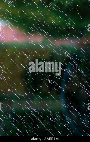 Raindroplets sur une fenêtre en verre. Banque D'Images