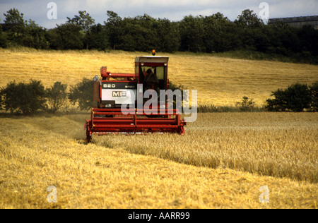 Ancien modèle de moissonneuse-batteuse, travaillant dans le champ de blé en août Banque D'Images