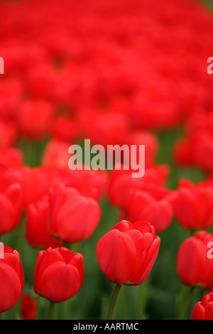 Tulipes rouges entrée en fleur. rempli avec des rouges et des verts comme l'ouverture des bourgeons Banque D'Images