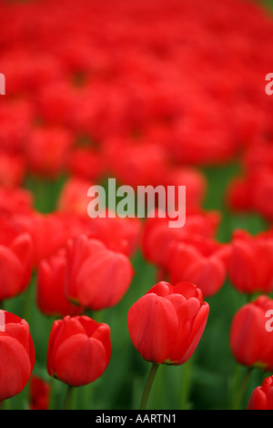 Tulipes rouges entrée en fleur. rempli avec des rouges et des verts comme l'ouverture des bourgeons Banque D'Images