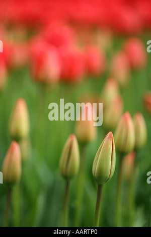 Tulipes rouges entrée en fleur. rempli avec des rouges et des verts comme l'ouverture des bourgeons Banque D'Images