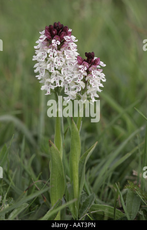 Orchid Neotinea ustulata brûlé forme floraison précoce sur de plus en plus de la craie dans le Wiltshire downland Banque D'Images