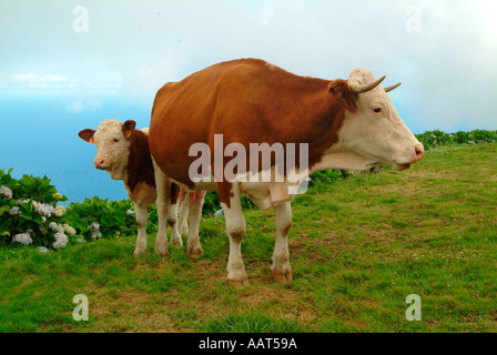 Les vaches de pâturage sur l'île de Corvo dans les îles des Açores, Portugal Banque D'Images
