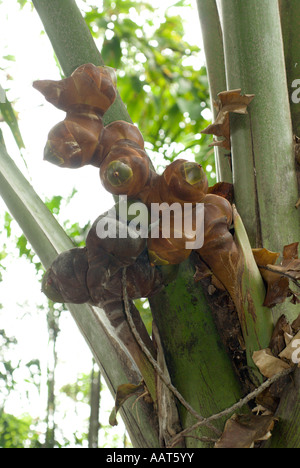 Chambre Double cocotier ou Coco de Mer Lodoicea maldivica Foster Botanical Garden Honolulu Oahu Hawaii Banque D'Images