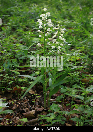 Épée Cephalanthera longifolia Cephalanthère à feuilles poussant dans un bois de hêtre Hampshire Banque D'Images