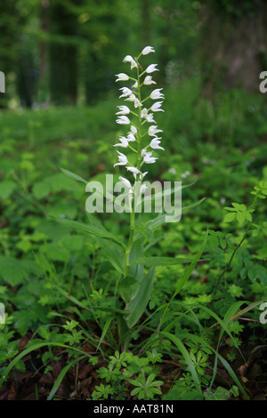 Épée Cephalanthera longifolia Cephalanthère à feuilles poussant dans un bois de hêtre Hampshire Banque D'Images