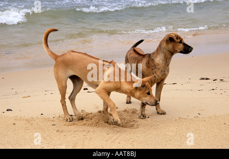 Les chiens de Phu Quoc, le Thaï Ridgeback Banque D'Images