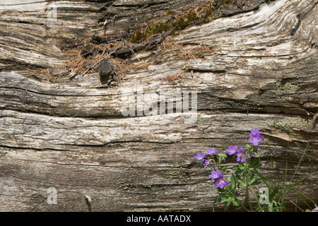 Le projet de loi de grue en bois (Geranium sylvaticum) de la famille des Géraniacées (Géranium) Alpes Italiennes Banque D'Images