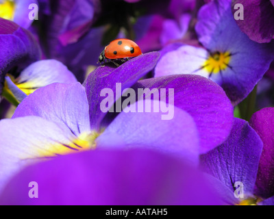 petite coccinelle rouge à pois sur les pansies lilas dans le jardin domestique Banque D'Images