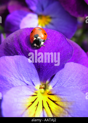 petite coccinelle rouge à pois sur les pansies lilas dans le jardin domestique Banque D'Images