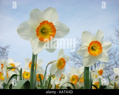 Close up de deux jonquilles jaune blanc avec coeurs entre plusieurs jonquilles contre ciel bleu pâle Banque D'Images