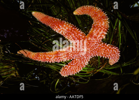 Étoile de mer ocre, Pisaster ochraceus, dans tide pool, États-Unis d'Amérique Banque D'Images