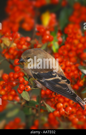 Belle fille américaine Goldfinch assis dans des baies de Pyracantha orange-rouge vif à la fin de l'été et à l'automne, Midwest USA Banque D'Images