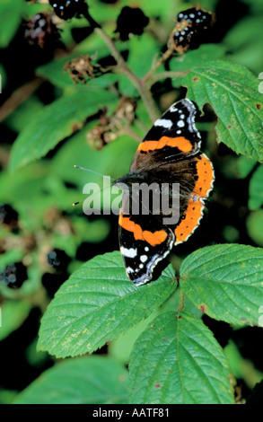 L'amiral rouge butterfly (Vanessa atalanta, Nymphalidae) sur les terminaux Blackberry ronce (Rubus fruticosus). Banque D'Images