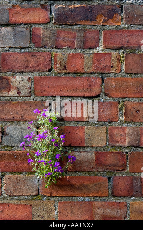 Aubrieta 'Ddocteur' des fleurs sur un mur de brique rouge. UK Banque D'Images