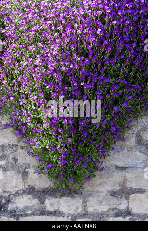 Aubrieta 'Ddocteur' des fleurs sur un mur de pierre. UK Banque D'Images