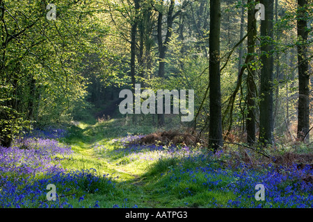 Hyacinthoides non scripta. Jacinthes et chemin par English bois au printemps. Bucknell woods, Northamptonshire. UK Banque D'Images